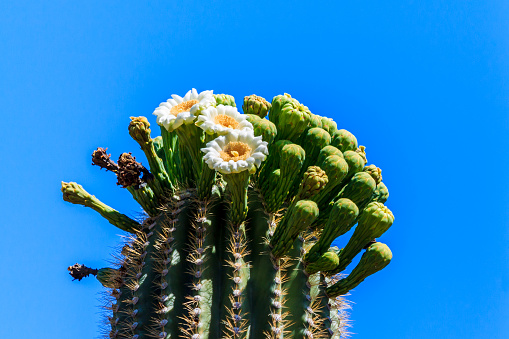 Large white and yellow flowers on top of a giant saguaro cactus in Arizona's Sonoran desert. The blossoms are surrounded by buds waiting to bloom; deep blue desert sky is in the background.