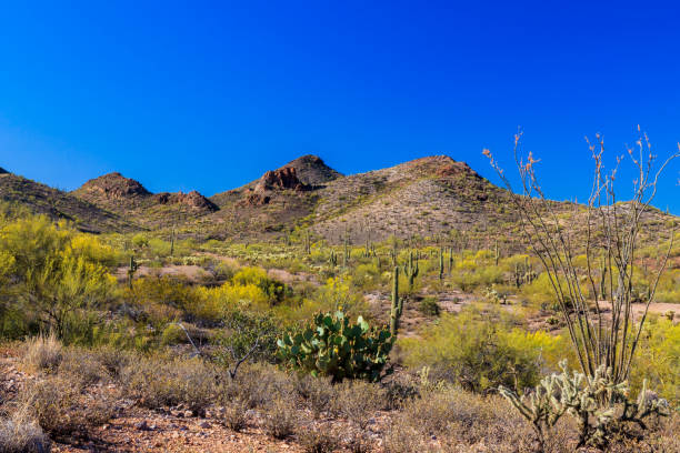 Spring landscape Arizona's Sonoran desert. Saguaro, ocotillo, prickly pear, cholla cacti and creosote bushes. Rocky hills and blue sky in background.