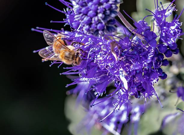 istock Honey bees on purple flowers. 993967956