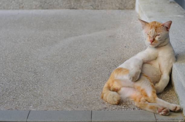 istock A homeless white - yellow color cat sleeping on the floor 993968250
