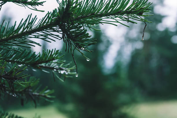 istock Spruce branch with water droplet with copy space. Evergreen background with coniferous needles and bokeh in dark green and blue tones. Pleasant greenery in macro. Droplet fall close up. 993970288