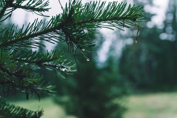 istock Spruce branch with water droplet with copy space. Evergreen background with coniferous needles and bokeh in dark green and blue tones. Pleasant greenery in macro. Spruce or pine tree branch. 993970304
