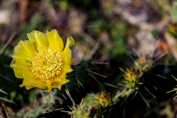 istock Detail of prickly pear cactus blooming 993972806