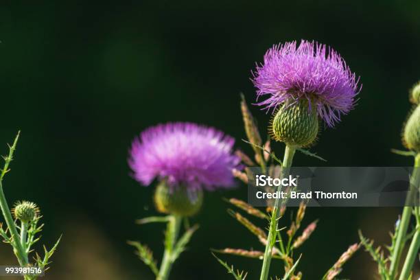 Purple Flower Stock Photo - Download Image Now - Midlothian - Texas, Texas, Blossom