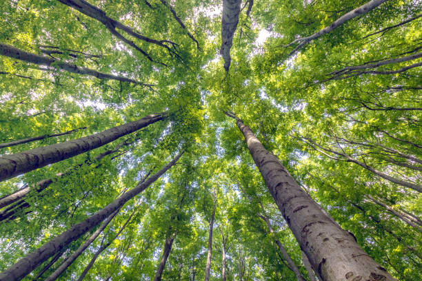 istock Tall trees in Viennese forest, Wienerwald, bottom view 993981556