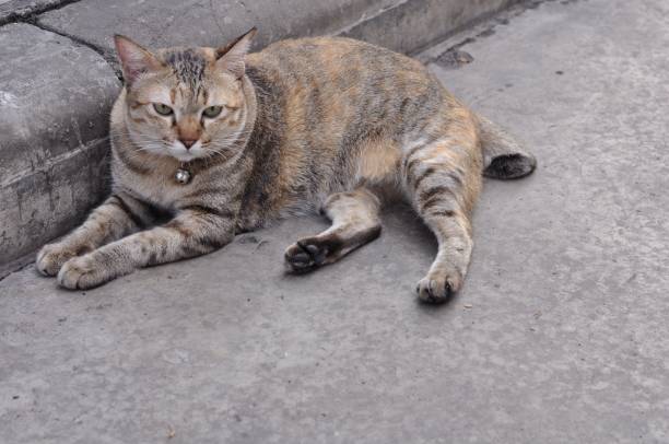 istock The cute fat leopard color cat sit on the floor. 993982110
