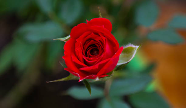 Detail of graden rose