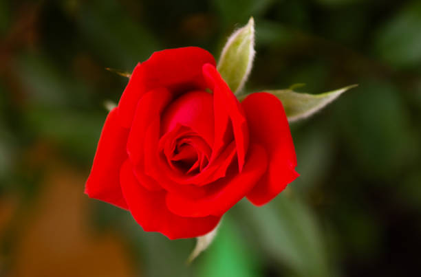 Spring red rose
