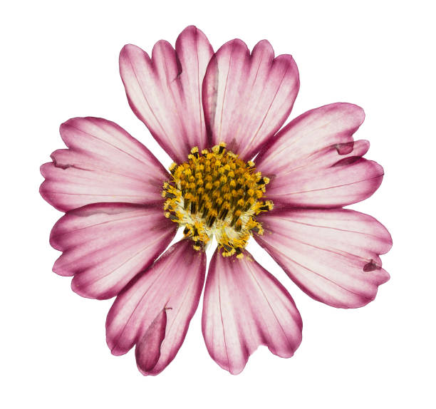 istock Pressed and dried flower cosmos, isolated on white 993987128