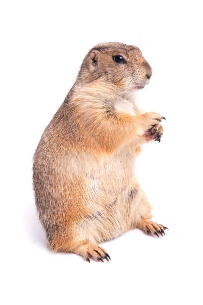 istock Little cute prairie dog standing on white background. 993994786