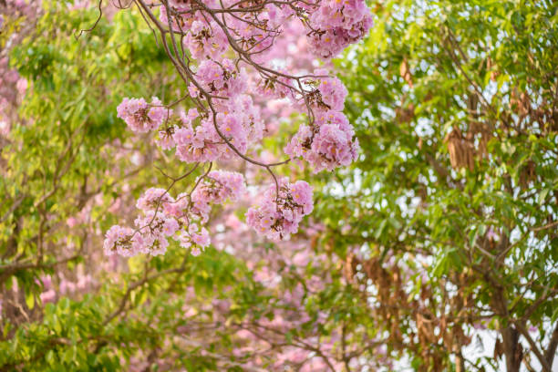 istock Tabebuia rosea is a Pink Flower neotropical tree 993994798