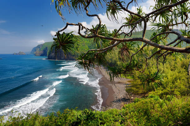 Stunning view of rocky beach of Pololu Valley, Big Island, Hawaii, taken from Pololu trail, Hawaii Stunning view of rocky beach of Pololu Valley, Big Island, Hawaii, taken from Pololu trail, Hawaii, USA pololu stock pictures, royalty-free photos & images