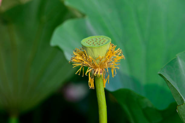 istock Blooming lotus flowers in the park 994010888
