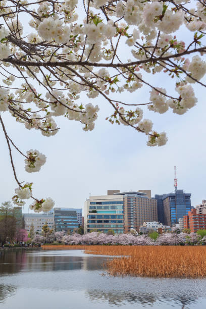 istock Sakura cherry blossom fullbloom at Tokyo prefecture 994029906