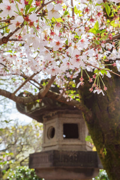 istock Sakura cherry blossom fullbloom at Tokyo prefecture 994029938