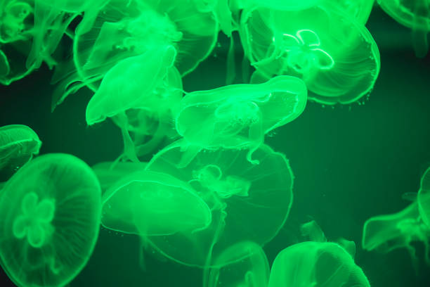 istock Jellyfish under water illuminated with green light 994047918