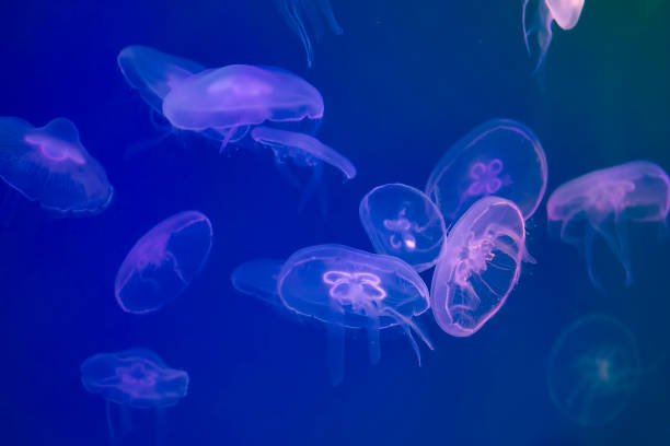 istock Jellyfish under water illuminated with pink light 994047936