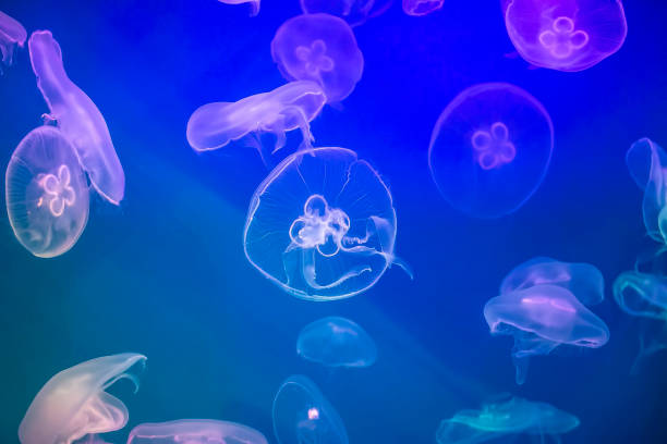 istock Jellyfish under water illuminated with pink and blue light 994047940