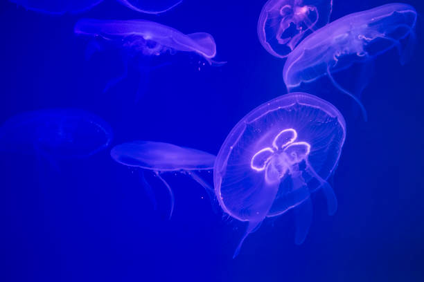 istock Jellyfish under water illuminated with pink light 994047944