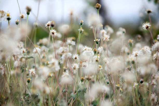 istock Tridax procumbens in the nature 994051042