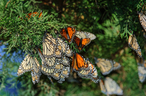 istock Close-up of Monarch Butterfly on Branch 994069348