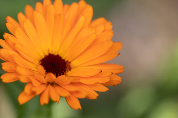 istock Beautiful Orange Gerbera Daisy Close Up 994080354