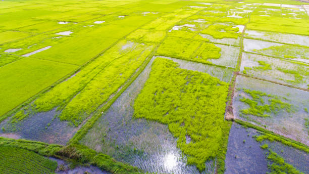 istock Panoramic view nature Landscape of a green field with rice 994081152