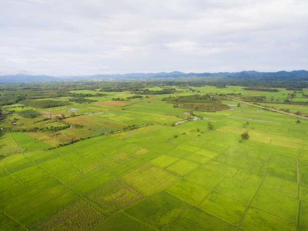 istock Panoramic view nature Landscape of a green field with rice 994081818