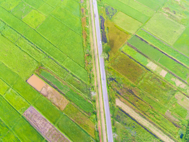 istock Panoramic view nature Landscape of a green field with rice 994081832