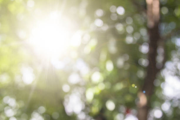 istock Natural spring blurred green leaves background. Create light soft colors and bright sunshine a short time before sunset tree in forest tropical. 994081880