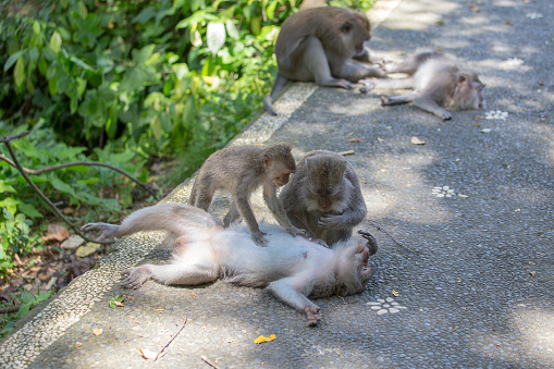 Monkey family in Ubud, island Bali, Indonesia. Monkeys resting in the shade of a tree on a hot tropical day. Close up