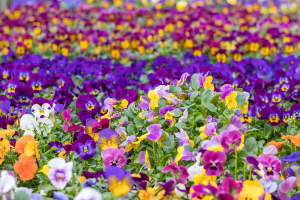istock Many Beautiful Colorful Flowers in Rows 994090294