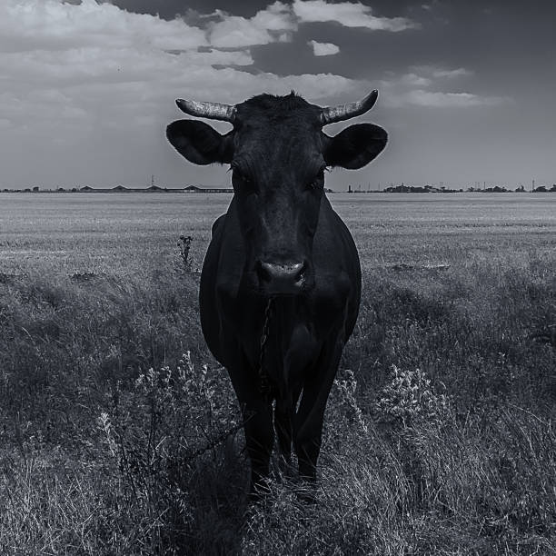 A black and white portrait of a young bovine, showcasing its soft features and gentle nature. The image is perfect for projects related to agriculture, nature, or animal portraits.