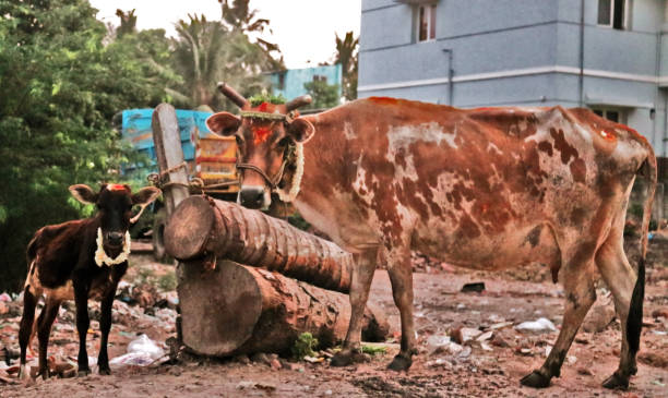 istock Indian Cow and its Calf 994099046