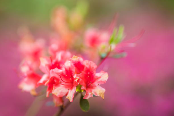 Pink and purple azalea flowers on branches of a tree blossoming in spring