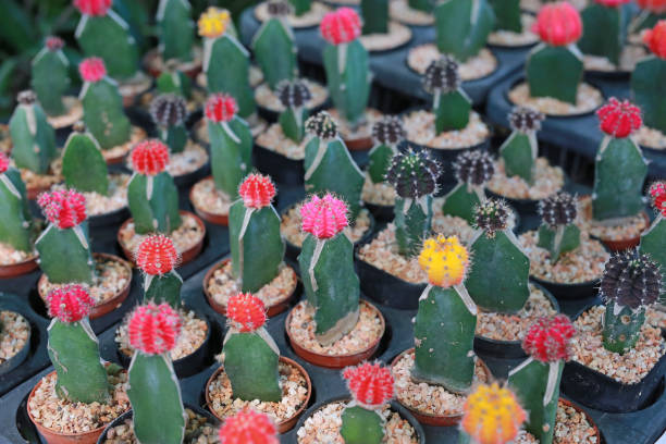 istock Colorful cactus in greenhouse growing. 994104460