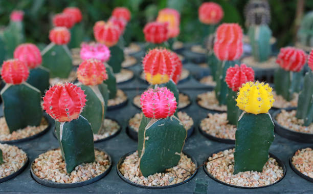 istock Colorful cactus in greenhouse growing. 994104504