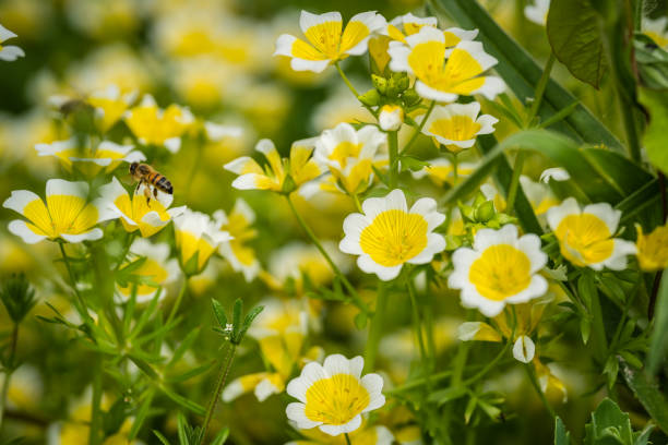 istock Bee collecting pollen from yellow flowers 994104736
