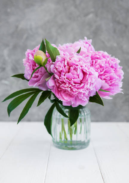 istock Pink peony flowers 994104770