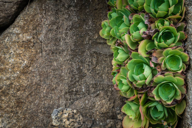 Closeup of an Aeonium succulent plant photographed in the tropical terraced gardens on the St Michaels Mount in Cornwall, UK