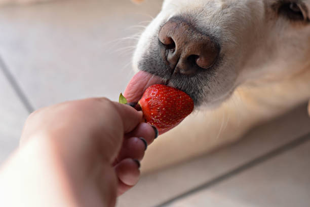 istock White Labrador retriever dog eating a strawberry fruit from owners hand/ Conceptual image of trust and friendship between dog and human 994112744