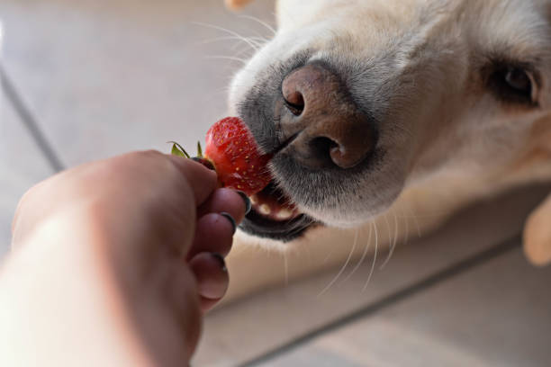 istock White Labrador retriever dog eating a strawberry fruit from owners hand/ Conceptual image of trust and friendship between dog and human 994112780