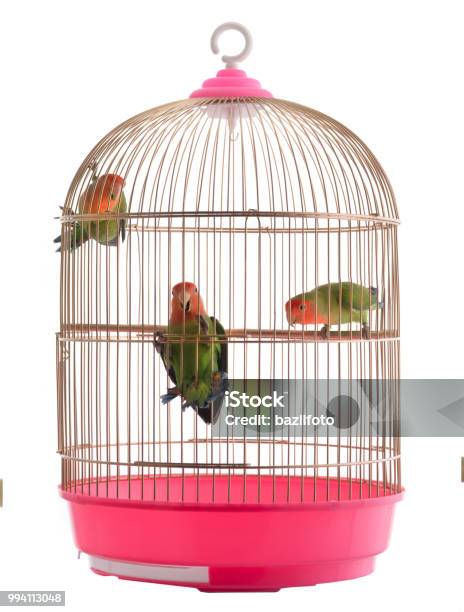 Photo libre de droit de Lovebird Dans Une Cage Sur Un Blanc banque d'images et plus d'images libres de droit de Cage - Cage, Objet ou sujet détouré, Cage à oiseaux