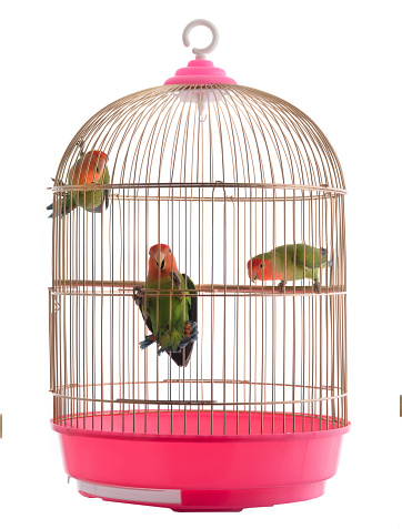 lovebird in a cage on a white background