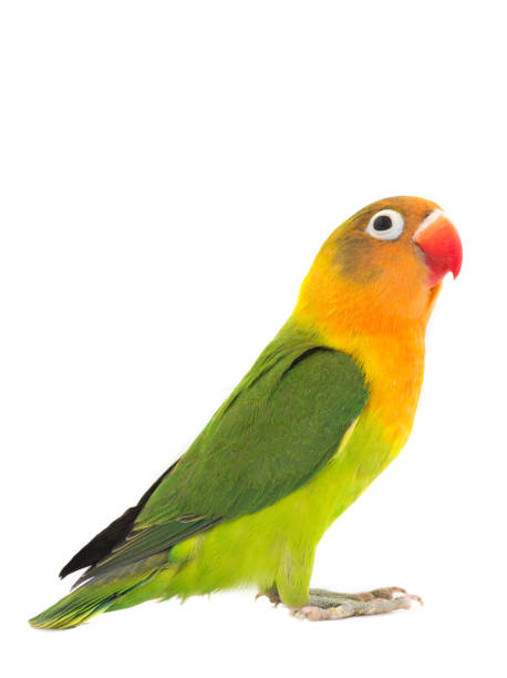 istock fischeri lovebird parrot on a white 994113132
