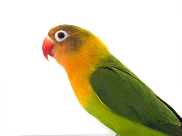 istock fischeri lovebird parrot on a white 994113198