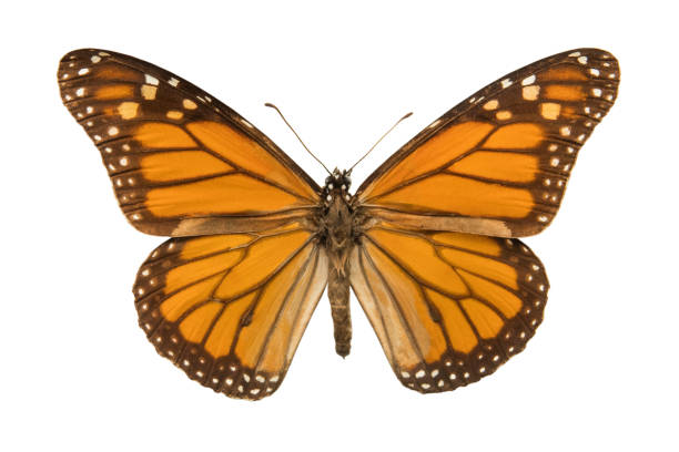 istock monarch butterfly or simply monarch (Danaus plexippus) 994113262