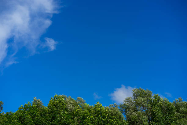 istock Blue sky with clouds above trees. Scattered white clouds in the blue sky for text background. 994115472