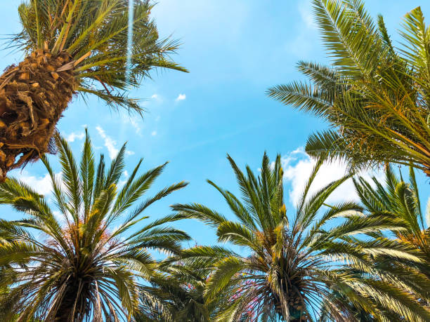 istock Palm trees against blue sky, Palm trees on tropical coast coconut tree, summer tree. 994115930