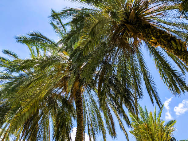 istock Palm trees against blue sky, Palm trees on tropical coast coconut tree, summer tree. 994116028